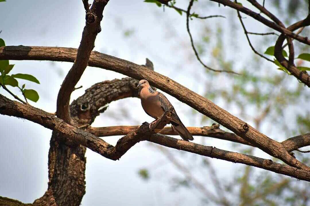 turtle dove